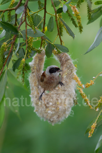 R8379 Beutelmeise am Nest, European Penduline Tit at nest - Christoph Robiller