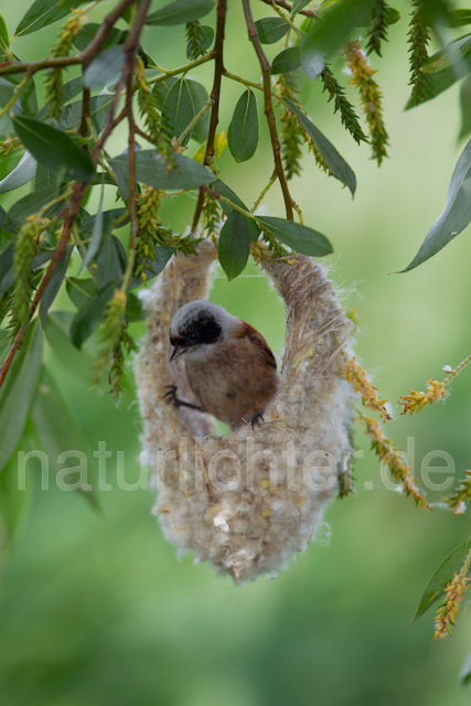 R8384 Beutelmeise am Nest, European Penduline Tit at nest - Christoph Robiller