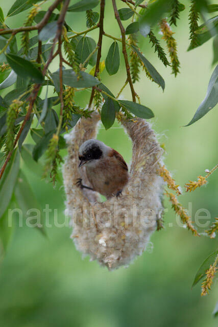 R8384 Beutelmeise am Nest, European Penduline Tit at nest
