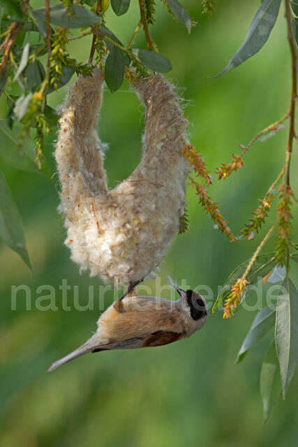 R8393 Beutelmeise am Nest, European Penduline Tit at nest