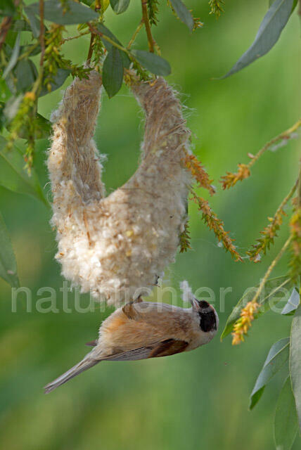 R8394 Beutelmeise am Nest, European Penduline Tit at nest