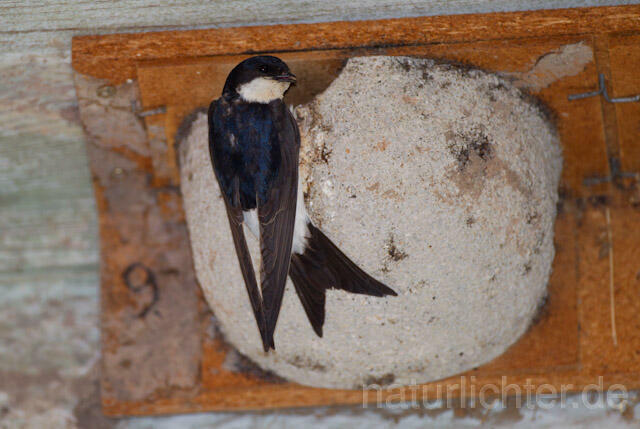 R8421 Mehlschwalbe an Nisthilfe, House Martin Nesting Aid - Christoph Robiller