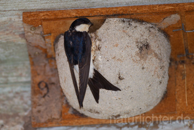 R8422 Mehlschwalbe an Nisthilfe, House Martin Nesting Aid - Christoph Robiller