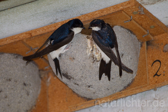 R8423 Mehlschwalbe an Nisthilfe, House Martin Nesting Aid - Christoph Robiller