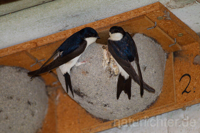 R8424 Mehlschwalbe an Nisthilfe, House Martin Nesting Aid - Christoph Robiller
