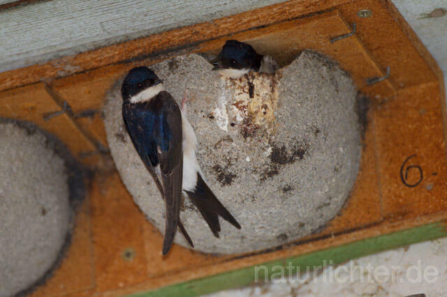 R8425 Mehlschwalbe an Nisthilfe, House Martin Nesting Aid - Christoph Robiller