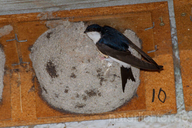 R8426 Mehlschwalbe an Nisthilfe, House Martin Nesting Aid - Christoph Robiller