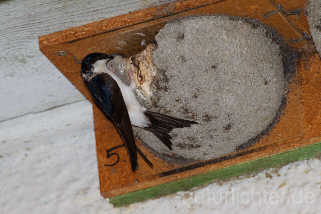 R8427 Mehlschwalbe an Nisthilfe, House Martin Nesting Aid - Christoph Robiller