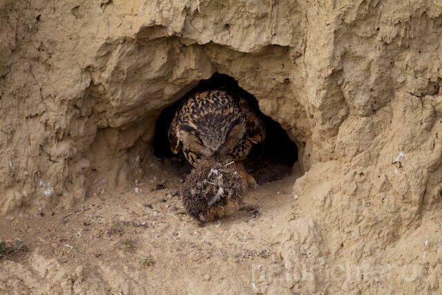 R8508 Uhu am Nistplatz mit Igel, Eagle Owl at nest