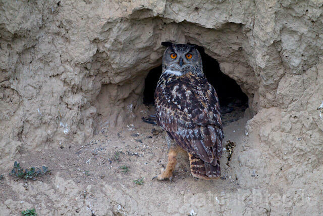 R8511 Uhu am Nistplatz, Eagle Owl at nest
