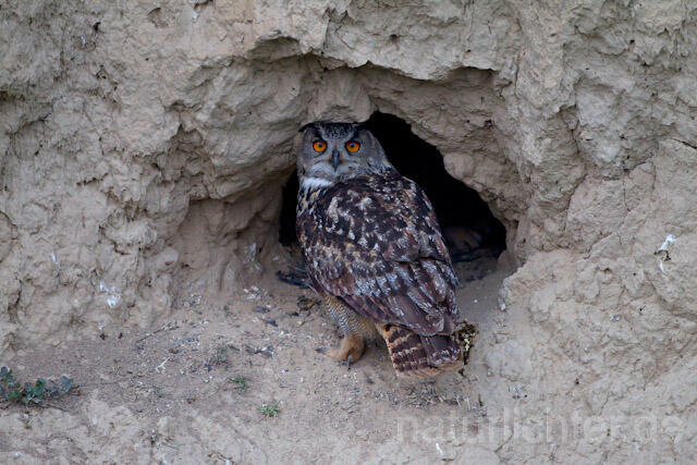 R8512 Uhu am Nistplatz, Eagle Owl at nest
