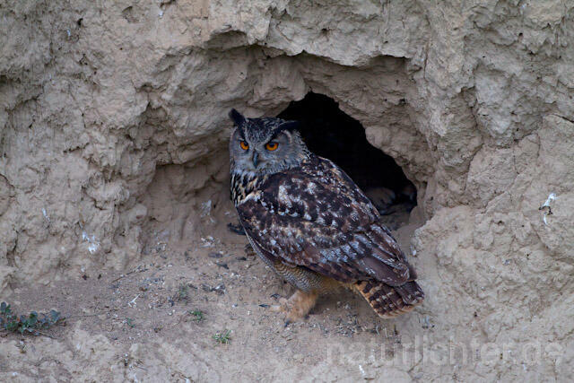 R8513 Uhu am Nistplatz, Eagle Owl at nest