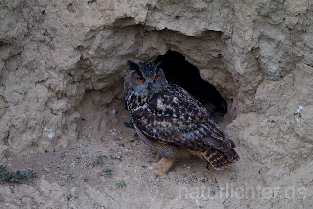 R8514 Uhu am Nistplatz, Eagle Owl at nest
