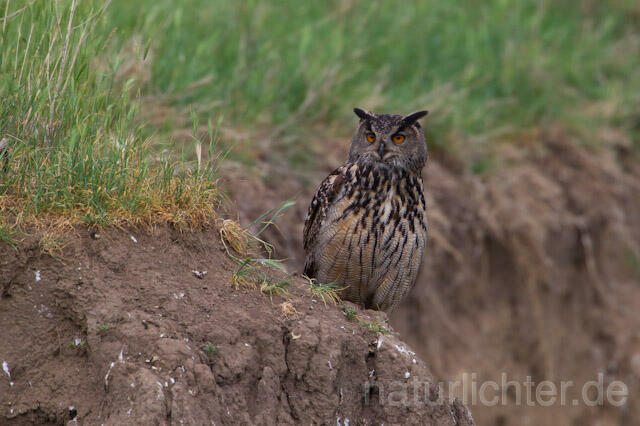 R8516 Uhu, Eagle Owl
