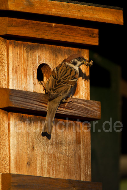R8546 Feldsperling am Nistkasten, Tree Sparrow at Nestbox - Christoph Robiller