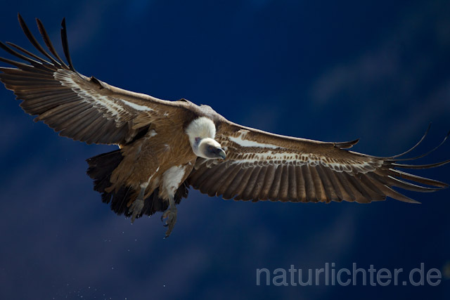 R8568 Gänsegeier im Flug, Griffon Vulture flying - Christoph Robiller