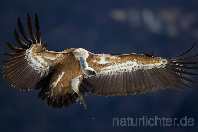 R8575 Gänsegeier im Flug, Griffon Vulture flying - Christoph Robiller