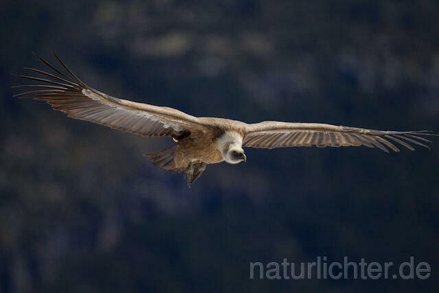 R8576 Gänsegeier im Flug, Griffon Vulture flying - Christoph Robiller