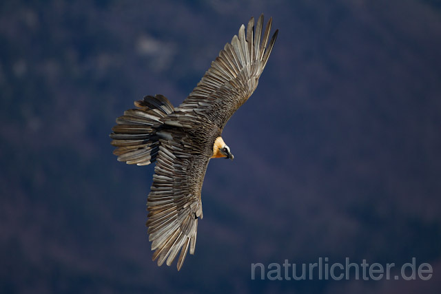 R8589 Bartgeier im Flug,  Bearded Vulture, Lammergeier flying - Christoph Robiller