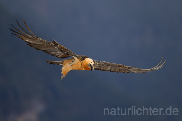 R8702 Bartgeier im Flug, Bearded Vulture, Lammergeier flying - Christoph Robiller