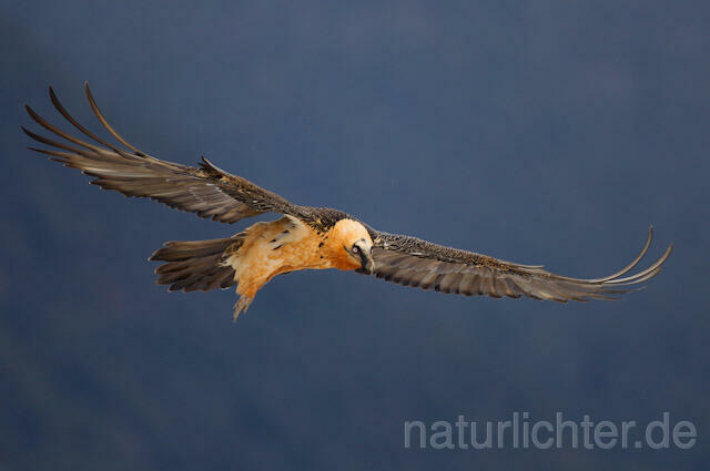R8703 Bartgeier im Flug, Bearded Vulture, Lammergeier flying - Christoph Robiller