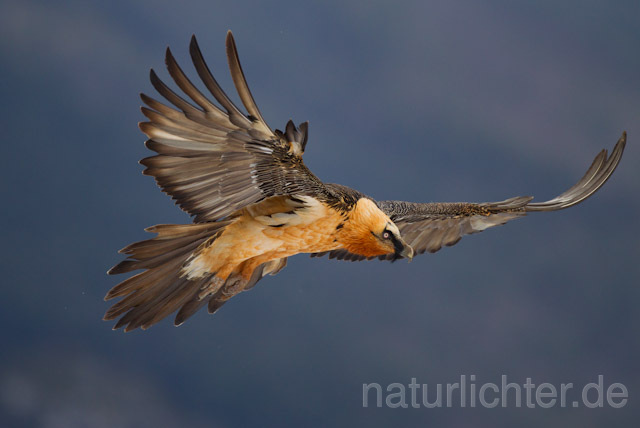 R8707 Bartgeier im Flug, Bearded Vulture, Lammergeier flying - Christoph Robiller