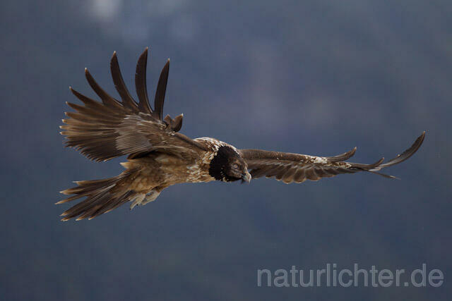 R8721 Immaturer Bartgeier im Flug, Lammergeier, Bearded Vulture flying - Christoph Robiller