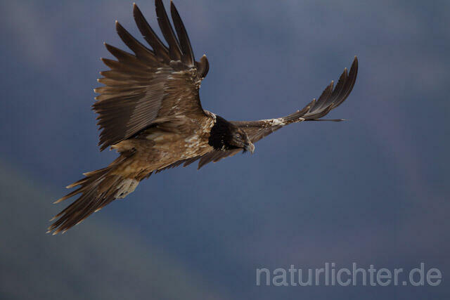 R8722 Immaturer Bartgeier im Flug, Lammergeier, Bearded Vulture flying - Christoph Robiller