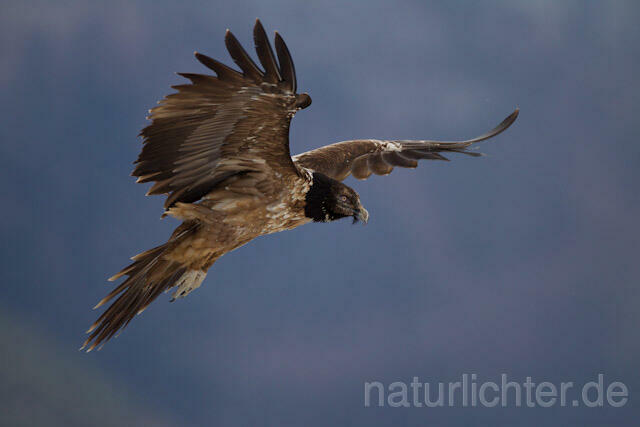 R8723 Immaturer Bartgeier im Flug, Lammergeier, Bearded Vulture flying - Christoph Robiller