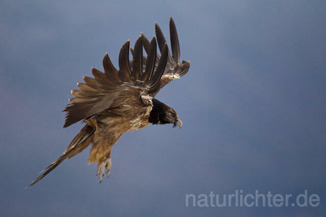 R8724 Immaturer Bartgeier im Flug, Lammergeier, Bearded Vulture flying - Christoph Robiller