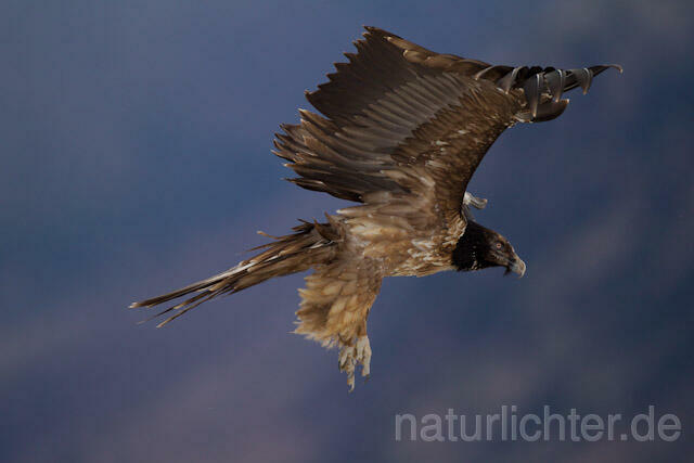 R8725 Immaturer Bartgeier im Flug, Lammergeier, Bearded Vulture flying - Christoph Robiller