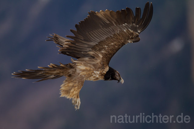 R8726 Immaturer Bartgeier im Flug, Lammergeier, Bearded Vulture flying - Christoph Robiller