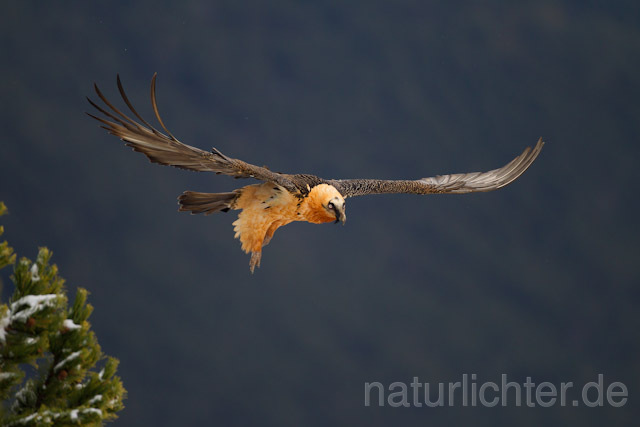 R8732 Bartgeier im Flug, Lammergeier, Bearded Vulture flying - Christoph Robiller