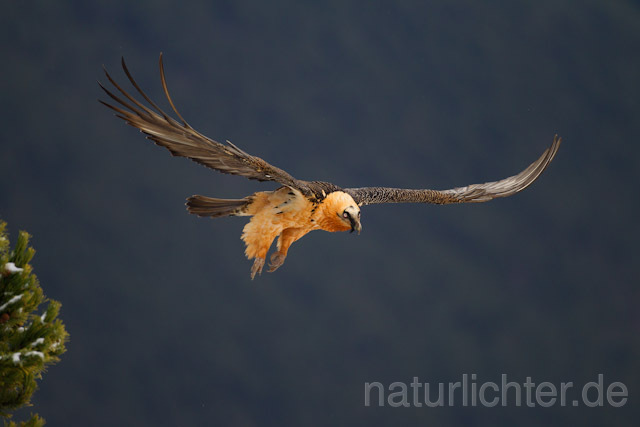 R8733 Bartgeier im Flug, Lammergeier, Bearded Vulture flying - Christoph Robiller