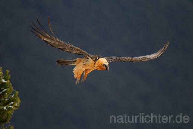 R8733 Bartgeier im Flug, Lammergeier, Bearded Vulture flying - Christoph Robiller