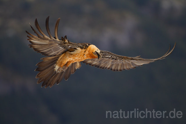 R8737 Bartgeier im Flug, Lammergeier, Bearded Vulture flying - Christoph Robiller