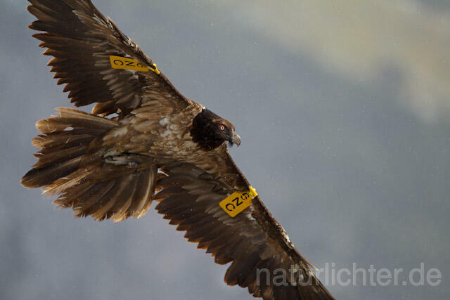 R8748 Immaturer Bartgeier im Flug, Lammergeier, Bearded Vulture flying - Christoph Robiller