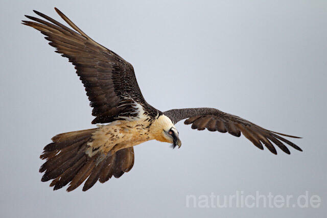 R8751 Bartgeier im Flug, Lammergeier, Bearded Vulture flying - Christoph Robiller