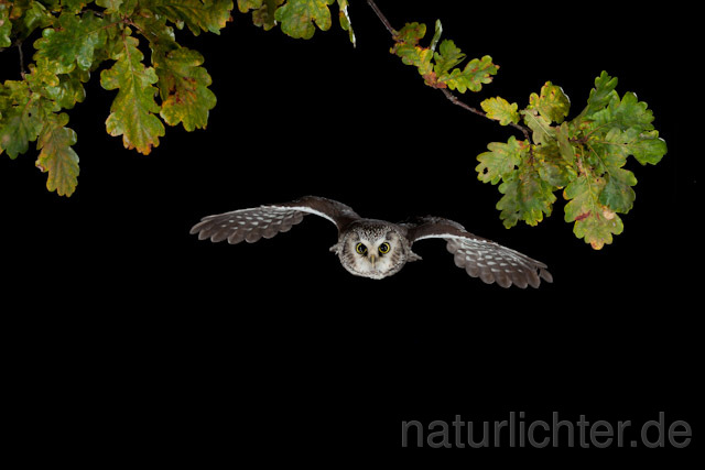 R8951 Raufußkauz im Flug, Tengmalm's Owl flying - Christoph Robiller