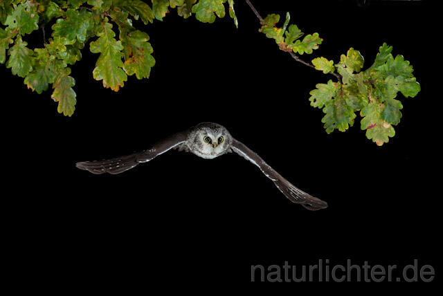 R8954 Raufußkauz im Flug, Tengmalm's Owl flying - Christoph Robiller