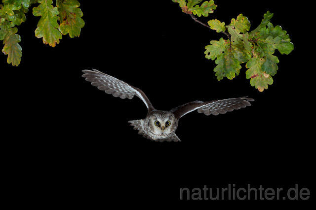 R8955 Raufußkauz im Flug, Tengmalm's Owl flying - Christoph Robiller