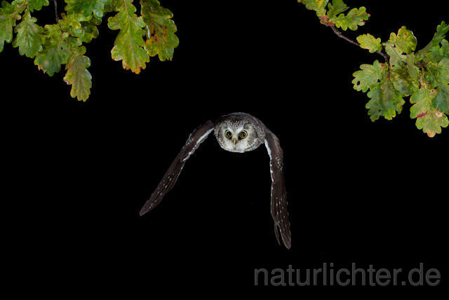 R8957 Raufußkauz im Flug, Tengmalm's Owl flying - Christoph Robiller