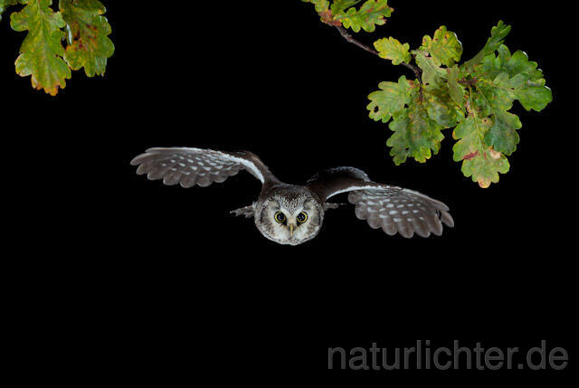 R8959 Raufußkauz im Flug, Tengmalm's Owl flying - Christoph Robiller
