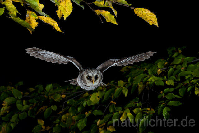 R8962 Raufußkauz im Flug, Tengmalm's Owl flying - Christoph Robiller