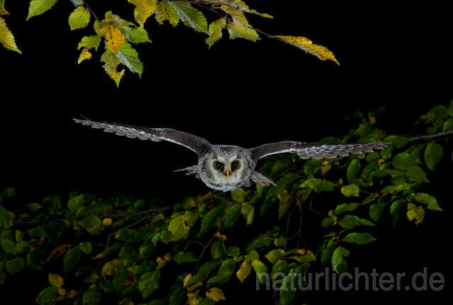 R8972 Raufußkauz im Flug, Tengmalm's Owl flying - Christoph Robiller