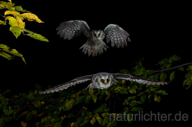 R8974 Raufußkauz im Flug, Tengmalm's Owl flying - Christoph Robiller