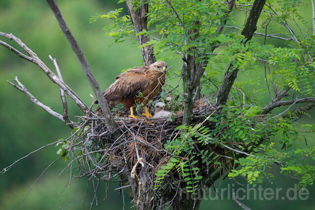 R8983 Adlerbussard mit Nistmaterial am Horst,  Long-legged Buzzard with branch at nest