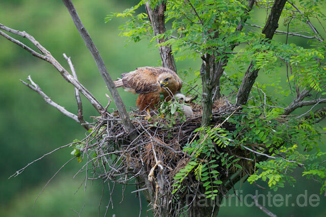 R8993 Adlerbussard mit Nistmaterial am Horst,  Long-legged Buzzard with branch at nest