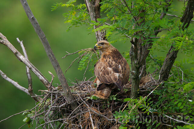 R9005 Adlerbussard mit Nistmaterial am Horst,  Long-legged Buzzard with branch at nest