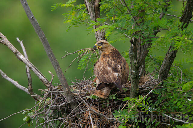 R9006 Adlerbussard mit Nistmaterial am Horst,  Long-legged Buzzard with branch at nest